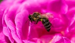 bee flying around pink rose